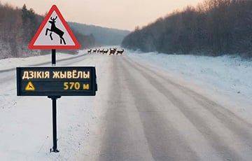 В Беларуси появился новый вид дорожных датчиков - charter97.org - Белоруссия - Гомельская обл.