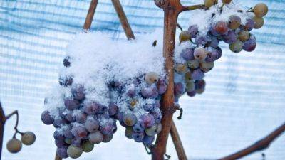 Сбор винограда для ледяного вина: австрийцы рады морозам - ru.euronews.com