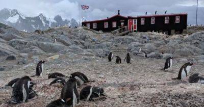 Вакансия - Вдали от цивилизации: в Антарктиде появилась вакансия "нянек" для пингвинов (фото) - focus.ua - Украина - Англия - Антарктида - Великобритания