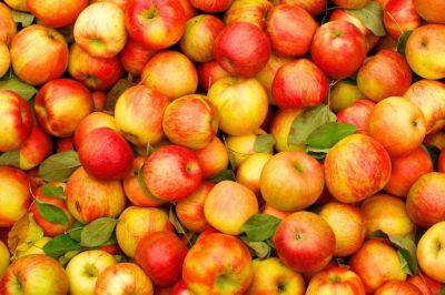 Как хранить яблоки, чтобы они долго не портились – лайфхак с прополисом - apostrophe.ua - Россия - Украина