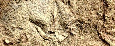 В Африке нашли следы в возрасте 210 миллионов лет, похожие на птичьи - фото - apostrophe.ua - Украина
