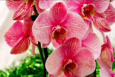 Такой красоты у вас еще не было: названо удобрение, благодаря которому орхидеи будут цвести в два раза пышнее - hyser.com.ua - Украина