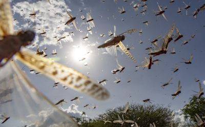 Вы удивитесь результату: что нужно посадить на даче, чтобы навсегда забыть о комарах - hyser.com.ua - Украина