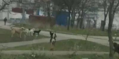 В Мариуполе стаи бездомных животных нападают на местных жителей — видео - nv.ua - Россия - Украина - Мариуполь - Донецкая обл.