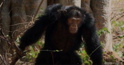 Аура альфа-самца. Ученые впервые засняли, как шимпанзе отбирает еду у хищника (фото) - focus.ua - Украина - Танзания - Уганда