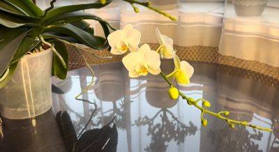 Что мешает вашей орхидее расцвести: ошибки, которые подавляют цветение растения - ukrainianwall.com - Украина