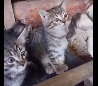 Коты на фронте - военный показал шутливое видео - apostrophe.ua - Украина