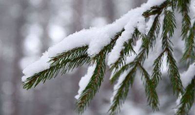 Одну ёлку на семью: Latvijas valsts meži снова разрешили рубить в гослесах рождественские деревья - obzor.lt - Латвия