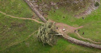 Робин Гуд - Британцы попытаются "возродить" 200-летнее дерево, которое срезал вандал с бензопилой - focus.ua - Украина - Англия - Великобритания