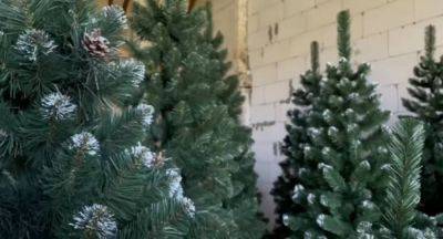 Чтобы елка не осыпалась: что сделать с новогодней красавицей сразу после покупки - politeka.net - Украина