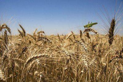 Котировки пшеницы в Чикаго приблизились к четырехмесячным максимумам - smartmoney.one - Москва - Россия - Китай - США - Бразилия - Пекин - Reuters
