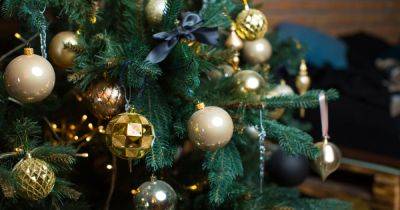 Синдром новогодней елки: почему живое дерево в доме может стать кошмарной идеей - focus.ua - Украина