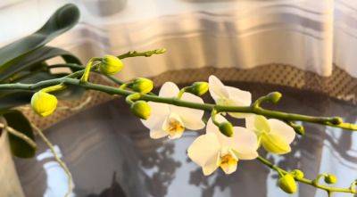 Осыплет цветами до самого верха: как заставить орхидею пустить стрелку - ukrainianwall.com - Украина