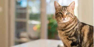 Домашние кошки увеличивают риск заболеть шизофренией в два раза. И нет, это исследование проспонсировано не собачниками - nv.ua - США - Украина - Англия