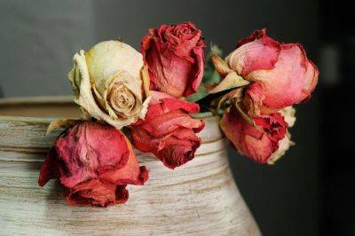 В дом постучится покойник: почему в квартире нельзя хранить засушенные цветы. Важная примета - hyser.com.ua - Украина