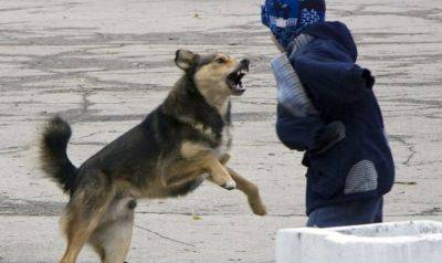 "Опасное соседство": В оккупированном Северодонецке бродячие собаки нападают на людей - vchaspik.ua - Украина - Северодонецк