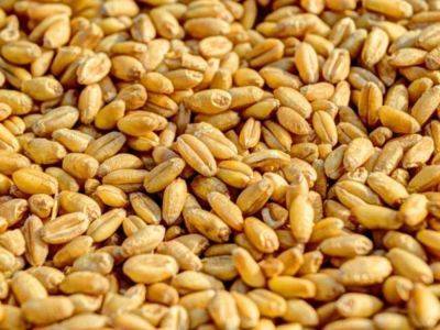 Пошлина на экспорт пшеницы из РФ с 13 декабря вырастет на 6,7% - smartmoney.one - Россия