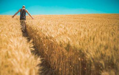 В Украине зафиксирована рекордная урожайность зерновых - korrespondent.net - Украина