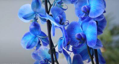 А вы знали, что орхидея любит молоко? Что нужно сделать, чтобы она росла пышной и красивой - hyser.com.ua - Украина