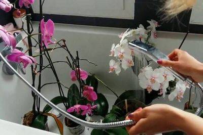Орхидея отблагодарит вас крупными и роскошными цветами: вот так ее нужно поливать - hyser.com.ua - Украина
