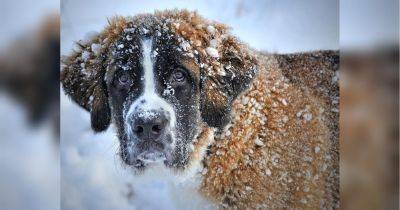 Как согреть собак и кошек зимой: советы, которые точно пригодятся - fakty.ua - Украина