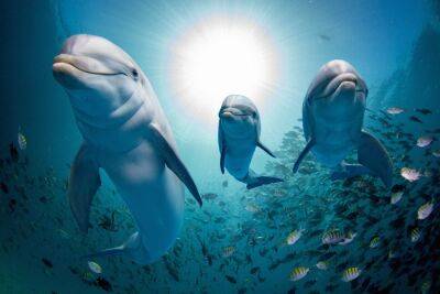 В Бразилии дельфины командуют рыбаками - news.israelinfo.co.il - Германия - Бразилия