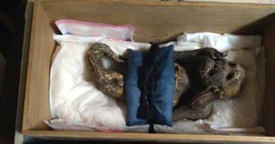 Ничего сверхъестественного. Ученые раскрыли секрет жуткой древней японской мумии "русалки" (фото) - focus.ua - Украина - Япония