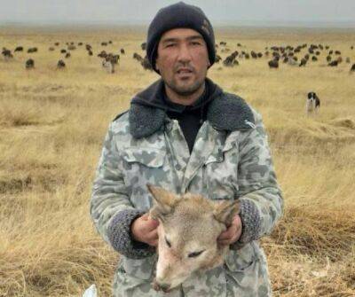 В Джизаке местный житель отрезал голову волку, а затем позировал с ней на фотографиях, сделанных для соцсетей - podrobno.uz - Узбекистан - Ташкент - Джизакская обл.