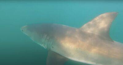 "Сработал инстинкт": дайвер ударил голодную агрессивную акулу и выжил (фото, видео) - focus.ua - Украина - Австралия - Мексика - штат Западная