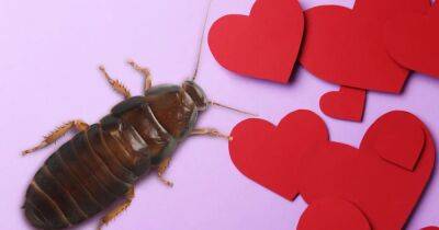 Вечная валентинка. В Нью-Йорке парам предлагают признаться друг другу в любви с помощью таракана - focus.ua - Украина - Техас - Нью-Йорк - Нью-Йорк