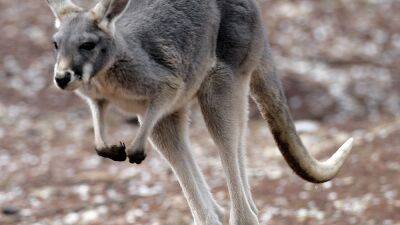 Рост популяции кенгуру - угроза Австралии - ru.euronews.com - Австралия