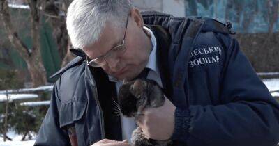 Игорь Беляков - К 14 февраля директор Одесского зоопарка спел о любви к шиншилле и горилле (видео) - focus.ua - Украина - Одесса
