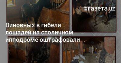 Виновных в гибели лошадей на столичном ипподроме оштрафовали - gazeta.uz - Узбекистан