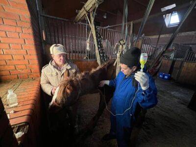 Виновные в гибели двух и истощении 14 лошадей на ипподроме отделались штрафом - podrobno.uz - Узбекистан - Ташкент