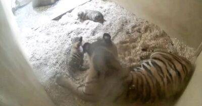 История Симбы в квадрате. В зоопарке Честера родились редкие суматранские тигрята-близнецы (фото) - focus.ua - Украина