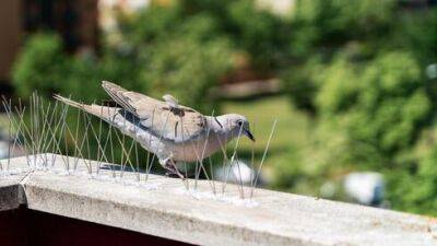 Как отвадить голубей от своей квартиры: советы специалистов - vesty.co.il - Израиль