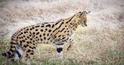 Мини-леопард. Почему роскошые сервалы – кошки далеко не для всех (фото, видео) - focus.ua - США - Украина