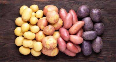 Стали известны потребности Украины в картофеле на текущий год - cxid.info - Украина - Аграрии