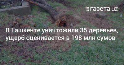 В Ташкенте уничтожили 35 деревьев, ущерб оценивается почти в 200 млн сумов - gazeta.uz - Узбекистан - Ташкент - район Мирзо-Улугбекский