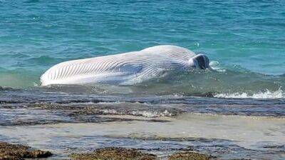 На побережье Израиля выбросило мертвого кита, ученые изучают причины гибели - vesty.co.il - Израиль
