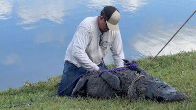 Во Флориде аллигатор убил 85-летнюю женщину, которая выгуливала собаку: видео - unn.com.ua - Украина - Киев - USA - шт.Флорида