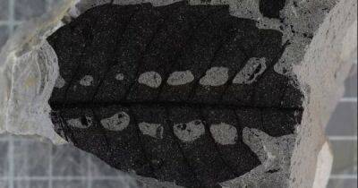 Чарльз Дарвин - Волшебство папоротника. Миллионы лет назад растения "засыпали", скручивая свои листья - focus.ua - Украина - Швеция - Стокгольм