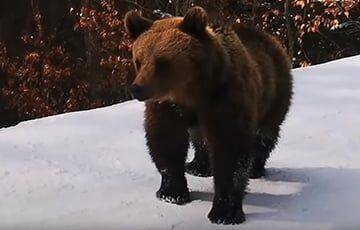 По Беларуси ходит медведь-шатун - charter97.org - Белоруссия