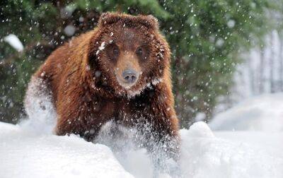 На Закарпатье из-за теплой зимы не все медведи впали в спячку - korrespondent.net - США - Украина - шт. Колорадо - Закарпатская обл.