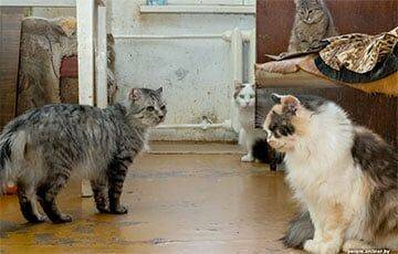 «Я обитаю в маленькой комнатке, все остальное отдано котам» - charter97.org - Белоруссия