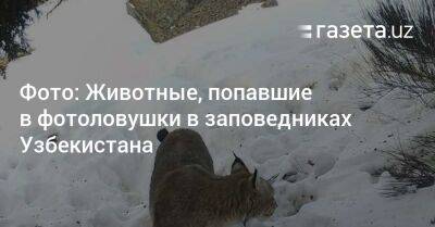 Фото: Животные, попавшие в фотоловушки в заповедниках Узбекистана - gazeta.uz - Узбекистан