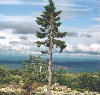 Из-за снегопада в Швеции сломалось самое старое дерево Европы - obzor.lt - Швеция