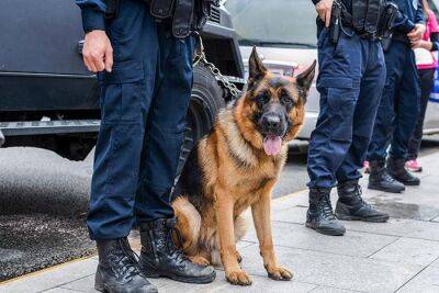 Полицейская собака получила ножевые ранения во время операции в Гамбурге - rusverlag.de