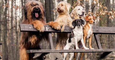 Могут ли собаки выжить на Земле без людей: ученые дали ответ и назвали породы, которые вымрут - focus.ua - США - Украина - шт. Колорадо