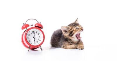 Мурлыкающий будильник. Как кошки узнают, когда вас следует будить и когда будет ужин - focus.ua - Украина